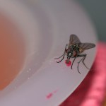 common-house-fly-328648_1920