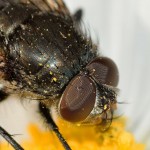 insects-657575_1280